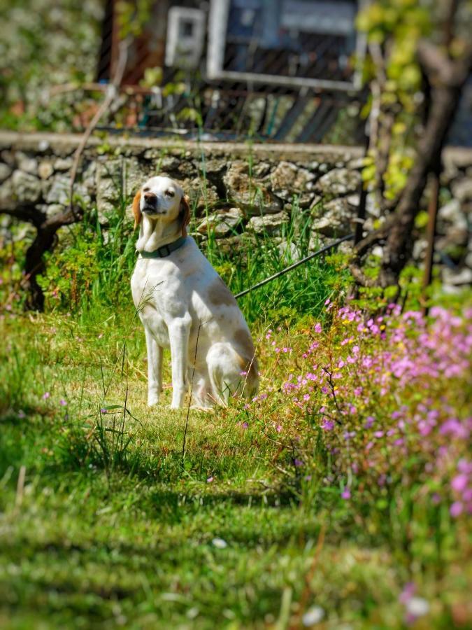 Green Garden Guesthouse Shkodra Kültér fotó